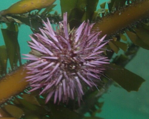 Strongylocentrotus purpuratus observed 2026-10-28