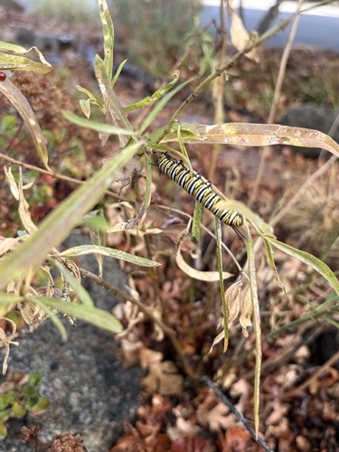 Danaus plexippus photograph by the iNaturalist community
