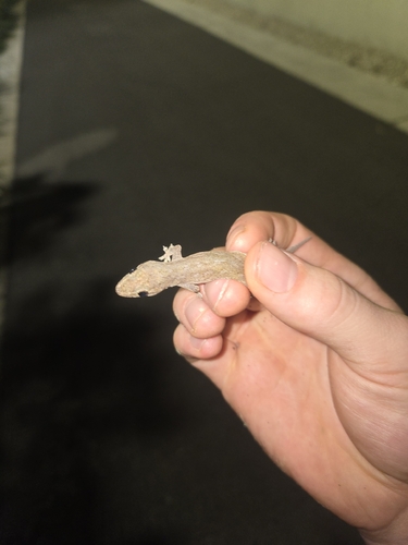 Hemidactylus frenatus observed 2026-10-28