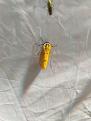 Setina roscida