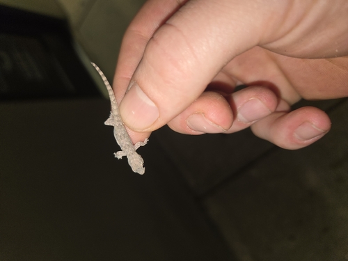 Gekko observed 2026-10-28