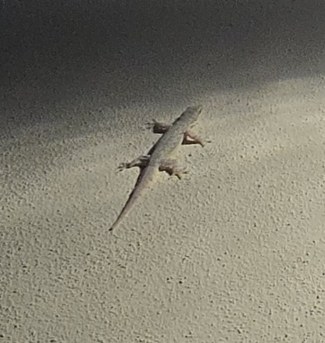 Gekko observed 2026-10-28