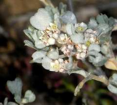 Spyridium cinereum