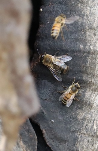 Apis mellifera photograph by the iNaturalist community
