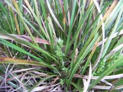 Carex breviculmis