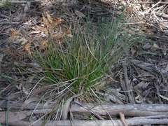 Carex breviculmis