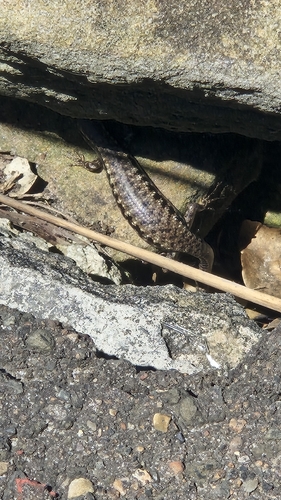 Sphenomorphus observed 2026-10-29