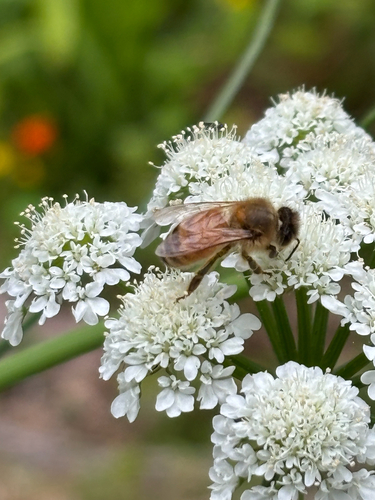 Apis mellifera photograph by the iNaturalist community