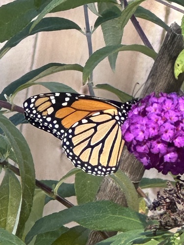 Danaus plexippus photograph by the iNaturalist community