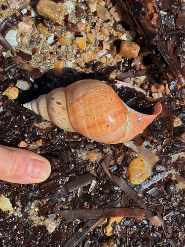 Phasianella observed 2026-10-29