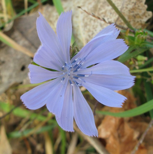 Cichorium intybus observed 2026-10-28