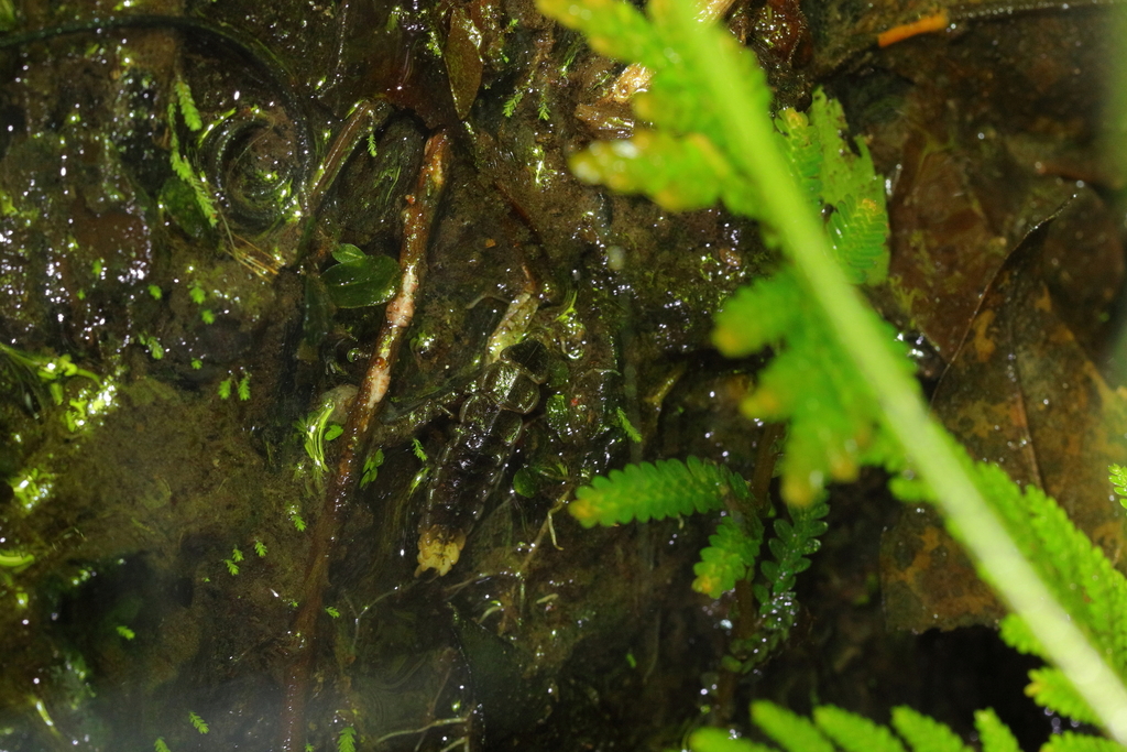 Pristolycus