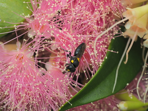 Hylaeus observed 2026-10-29
