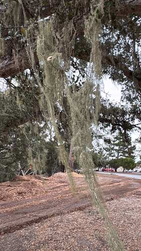 Ramalina observed 2026-10-28