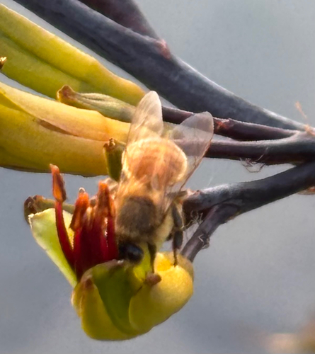 Apis mellifera photograph by the iNaturalist community