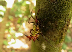 Micrathena fissispina