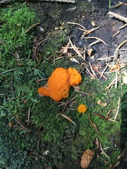 Tubifera ferruginosa ferruginosa