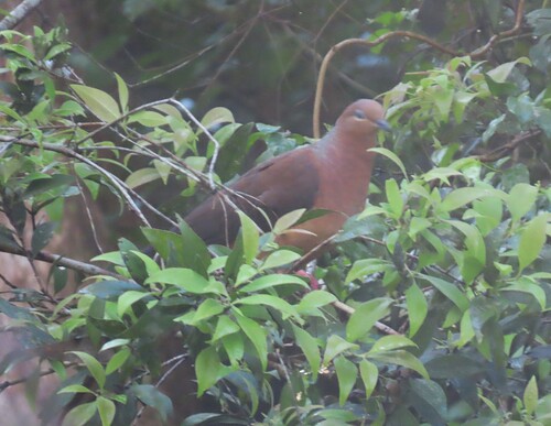 Macropygia amboinensis observed 2026-10-28