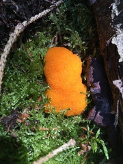 Tubifera ferruginosa ferruginosa