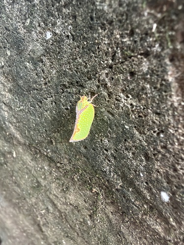 Marginella observed 2026-10-29