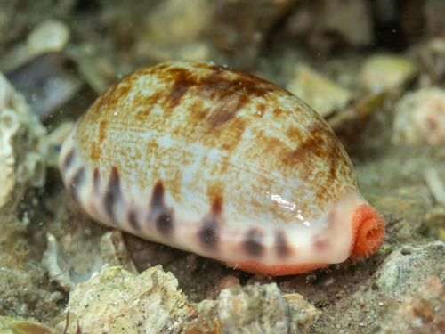 Cypraea observed 2026-10-29