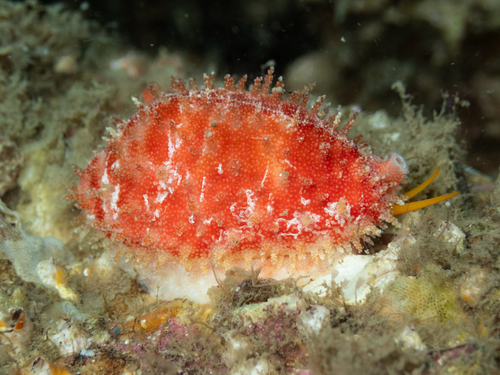 Cypraea chinensis observed 2026-10-29