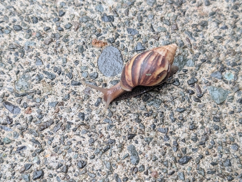 Lissachatina fulica observed 2026-10-28