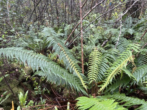 Dryopteris filix-mas observed 2026-10-28