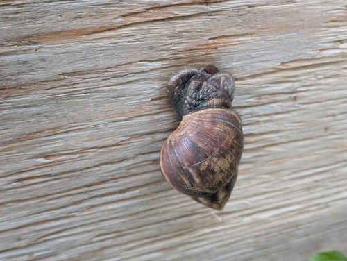 Lissachatina fulica observed 2026-10-28