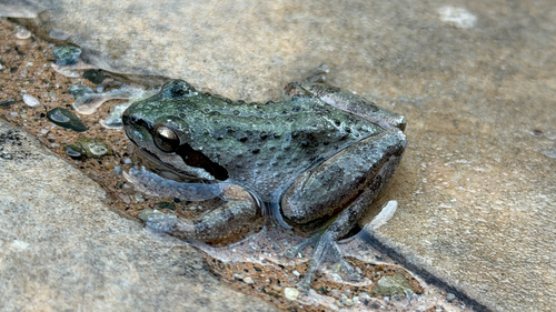 Pseudacris regilla observed 2026-10-27