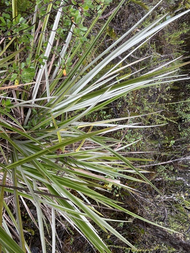 Astelia menziesiana observed 2026-10-28