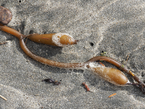 Macrocystis pyrifera observed 2026-10-28