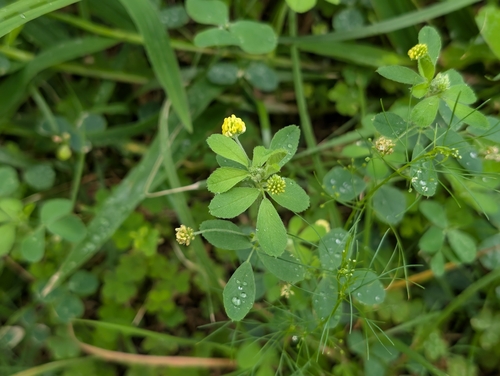 Medicago lupulina observed 2026-10-28