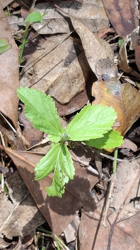 Sida rhombifolia observed 2026-10-27