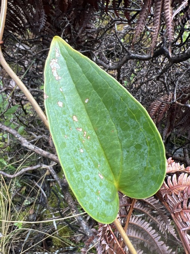 Smilax melastomifolia observed 2026-10-28