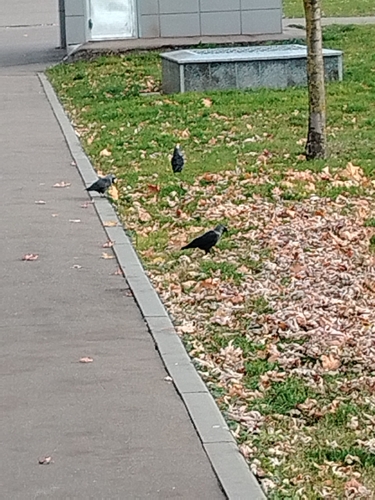 Corvus observed 2026-10-29