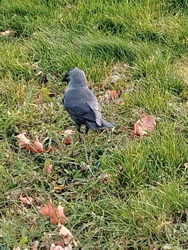 Corvus observed 2026-10-29