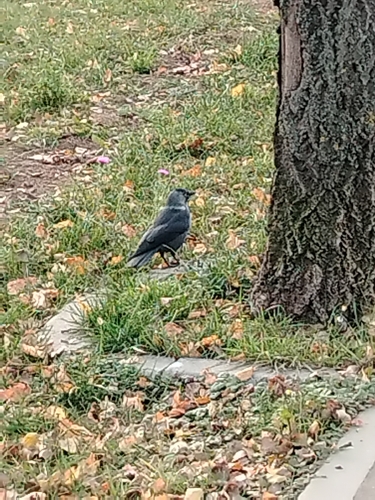 Corvus observed 2026-10-29