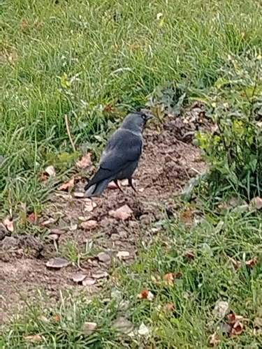 Corvus observed 2026-10-29