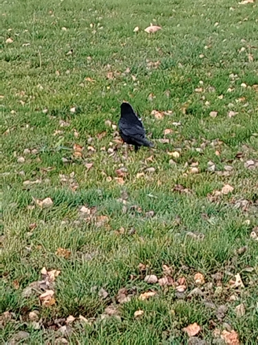 Corvus observed 2026-10-29
