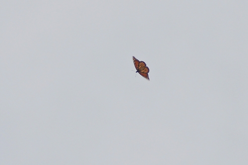 Danaus plexippus plexippus photograph by the iNaturalist community