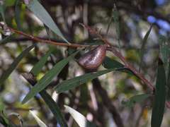 Hakea eriantha