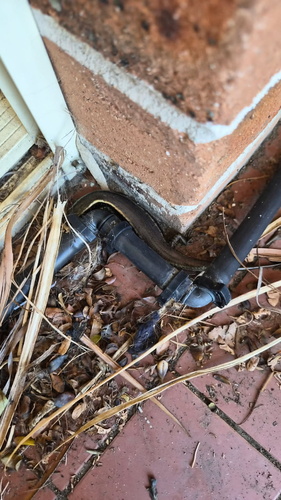 Sphenomorphus observed 2026-10-29