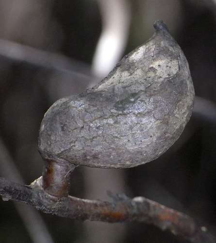 Image of Hakea eriantha by (c) Russell Best, some rights reserved (CC BY)