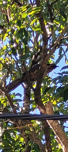 Pacific Koel