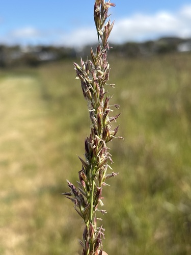 Lolium arundinaceum observed 2026-10-29