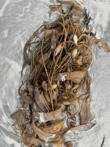 Macrocystis pyrifera observed 2026-10-29