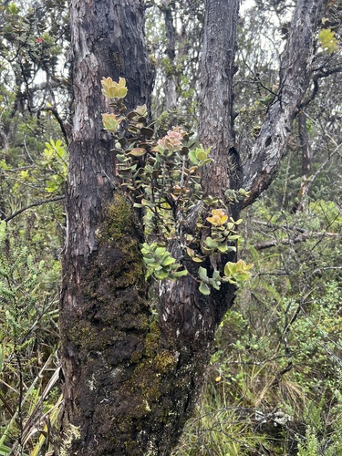 Metrosideros polymorpha observed 2026-10-28