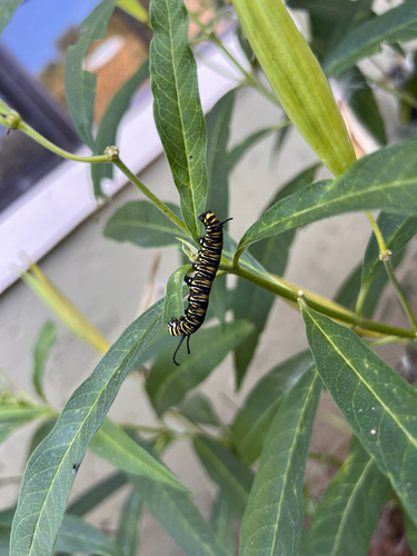 Danaus plexippus photograph by the iNaturalist community