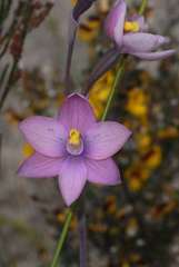 Thelymitra × irregularis